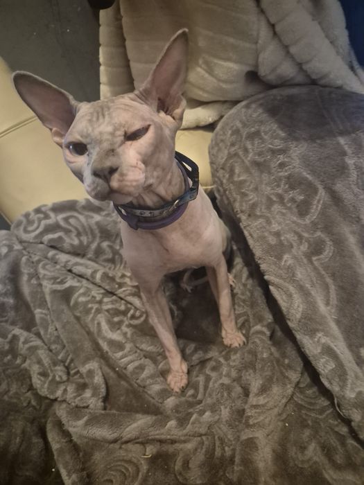 sphynx macho  2 anos
