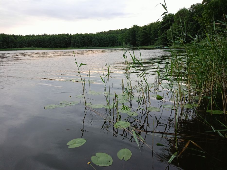 Wynajmę domek letniskowy nad jeziorem jacuzzi las 6 os. k. Iławy