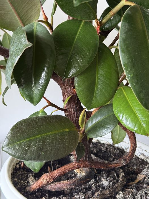 Доглянутий фікус еластика(каучуконосний)