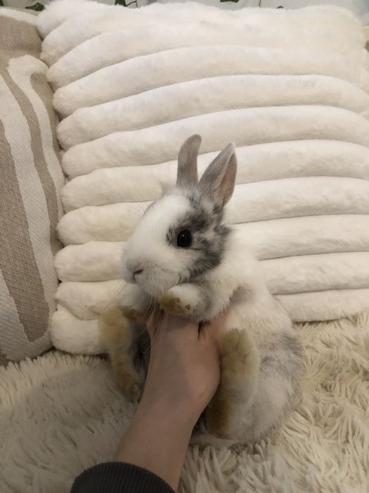 Królik miniaturka karzełek