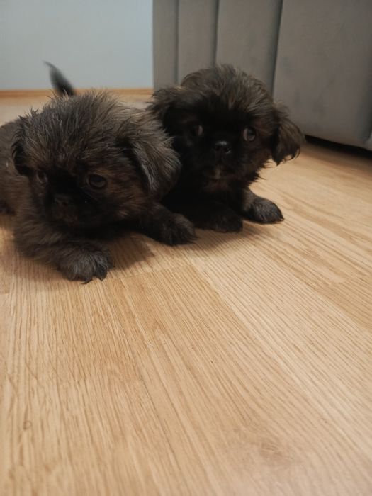 Sprzedam  pekińczyk pekińczyki