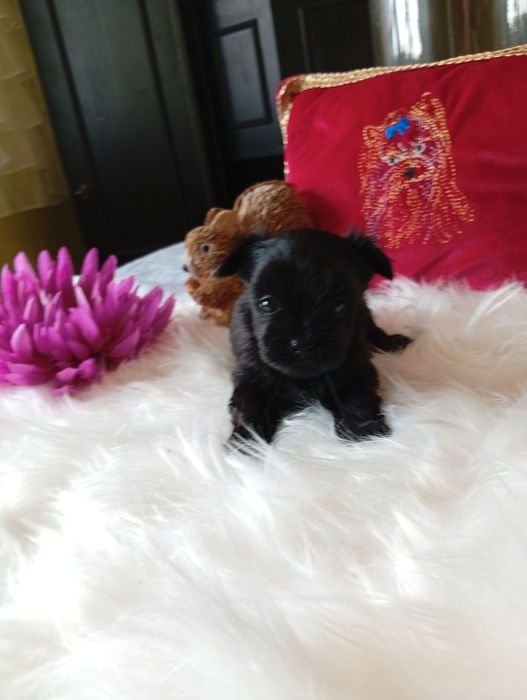 Mini suczka Black Yorkshire terrier ok.1.20kg.nie biewer.