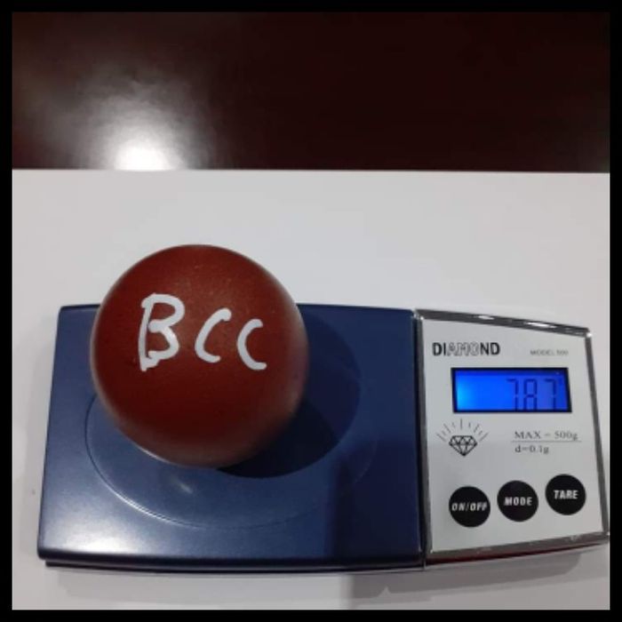 Ovos Marans fecundados férteis para incubação