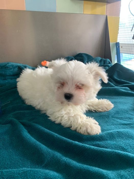 Bichon maltês menino