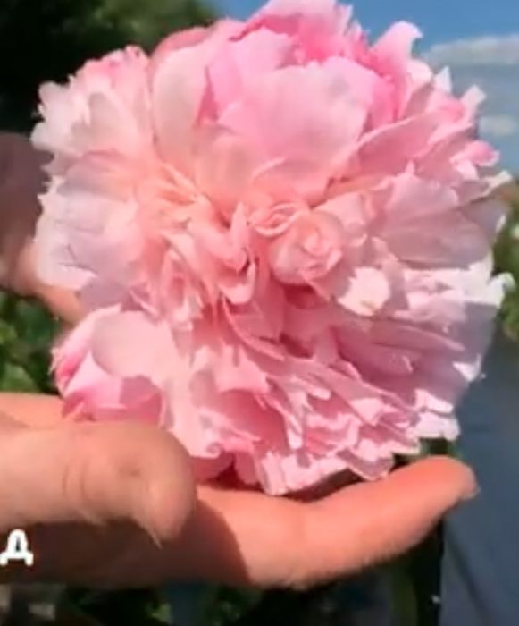 Angel Cheeks, Joker,.Henry, Bockstoce, Георгіни пампонні та шаровидні