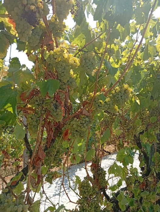 Vendo uvas com variadas castas tintas e brancas de uma vinha com excelente exposição solar