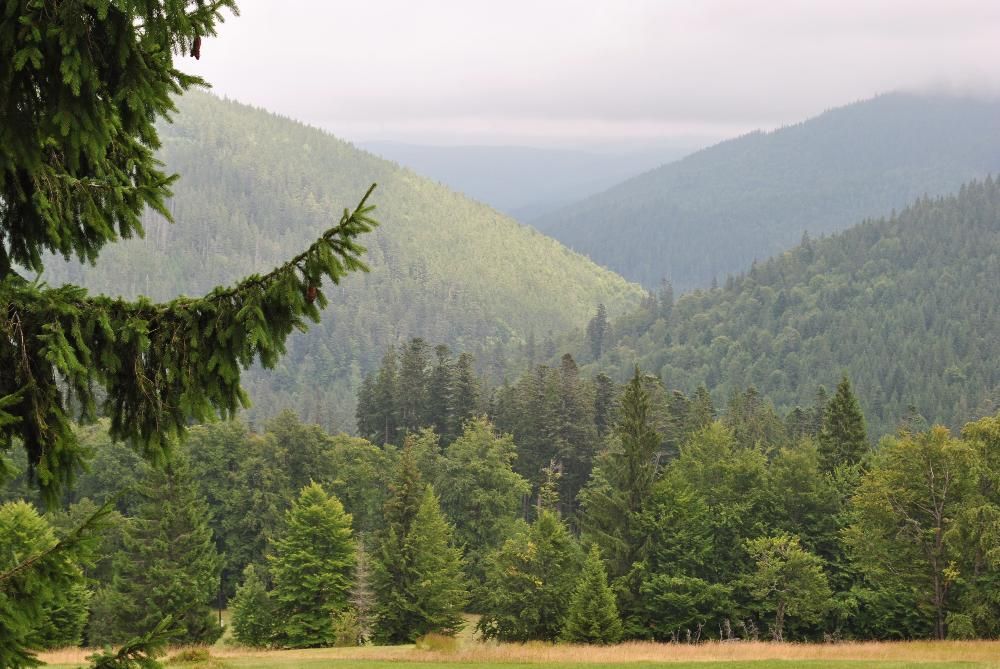 Земля в Закарпатті біля озера "Синевир"