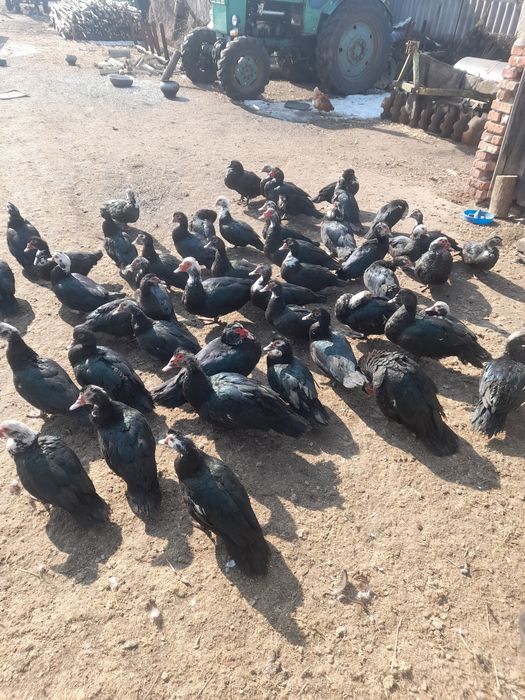 Продам індокачок