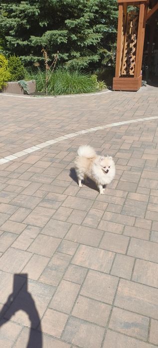 Szpic Miniaturowy Pomeranian roczny pieseł