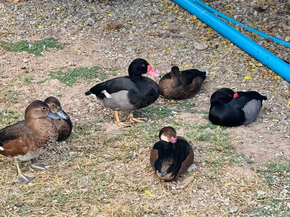 Netta peposaca  ou pato se bico vermelhos