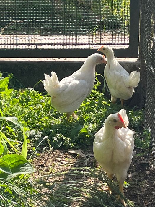 Pintos Leghorn .