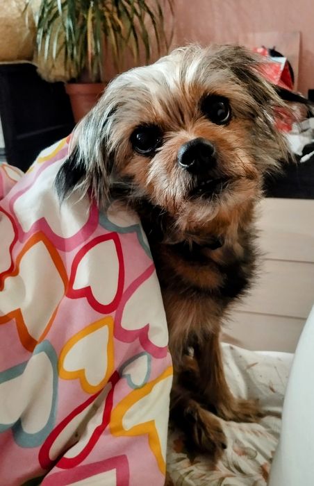 Щенки метисы йорка