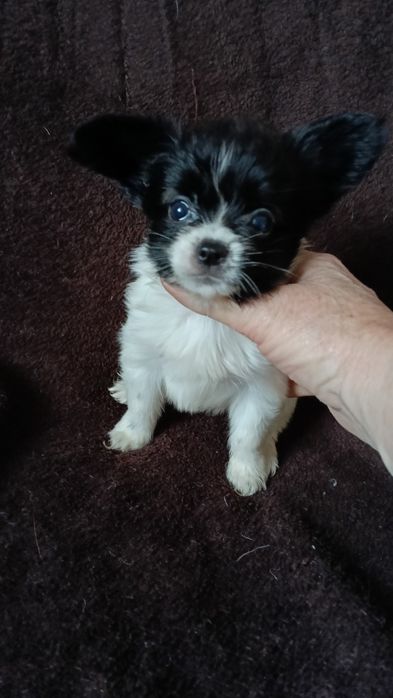 Мальчик папильон.