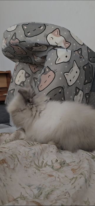 Królik Miniaturka Teddy...