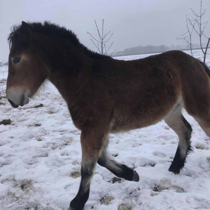 Źrebica zimnokrwiste