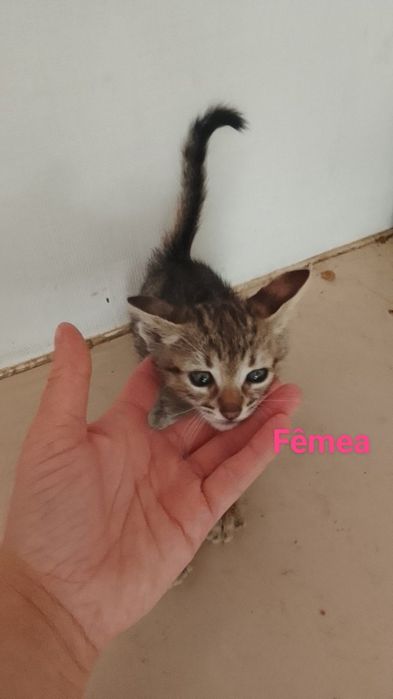 Da se gatinhos bebe