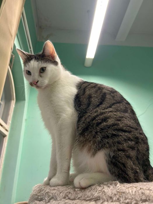 Banjo - młody kocurek spragniony człowieka