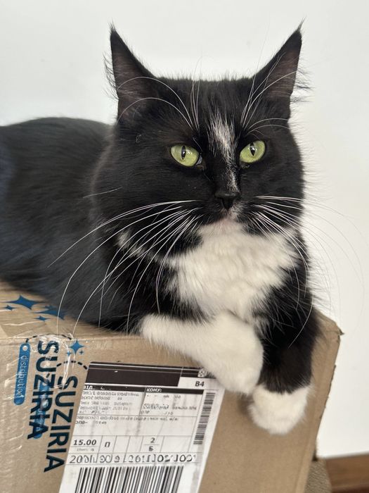 Ніжна кішечка шукає свою люблячу родину!