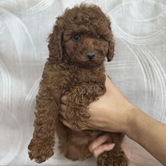 Red Braun хлопчики шоу классу