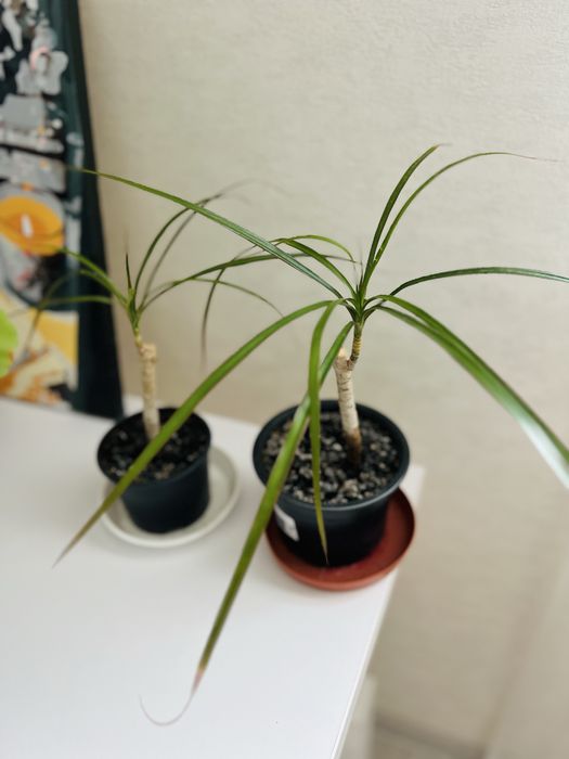 Драцена молодая.