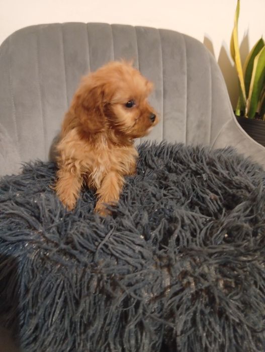 Cavapoo Cavalier Pudel