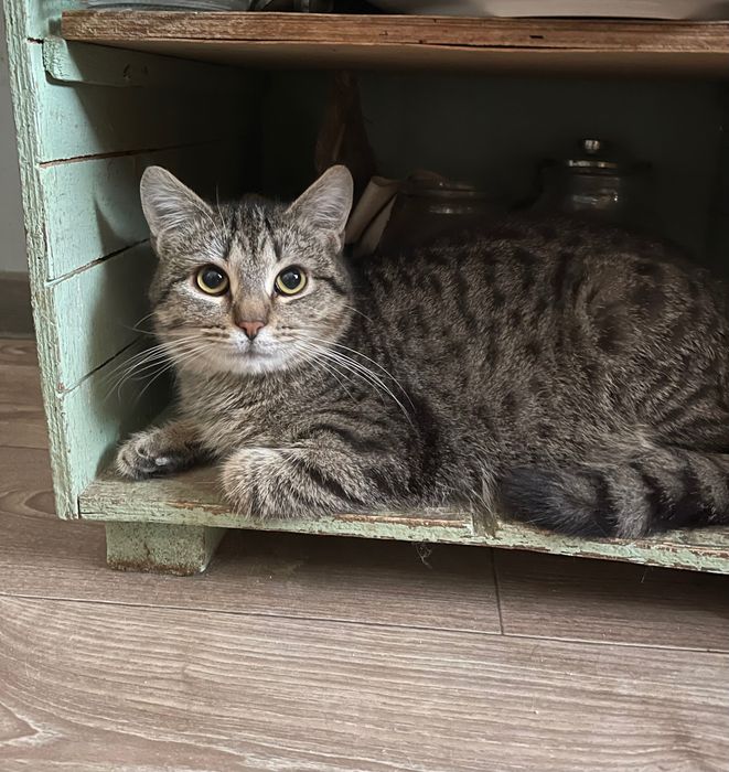 Котята отдам котики котенок мальчик