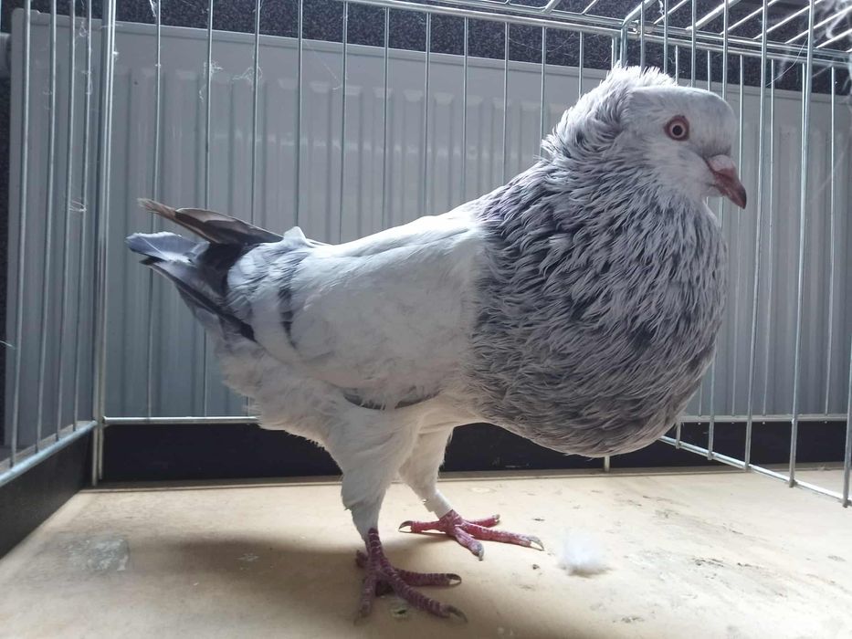 Gołębie garłacz Górnośląski