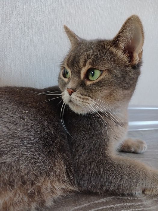 Британка Лилу 3 года