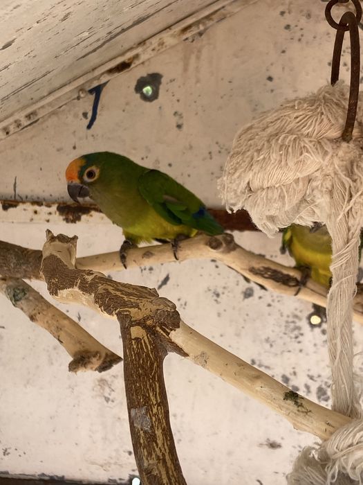 Casal de aratingas áurea