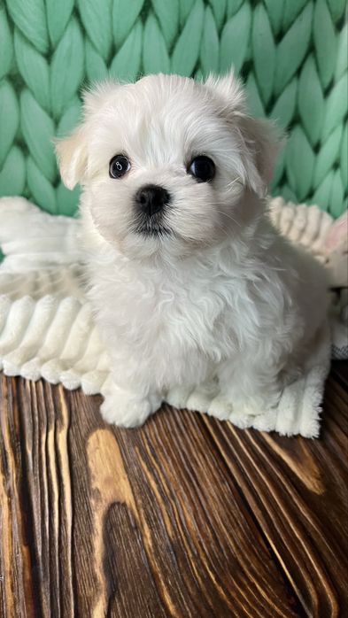 готові до бронювання цуценята мальтезе