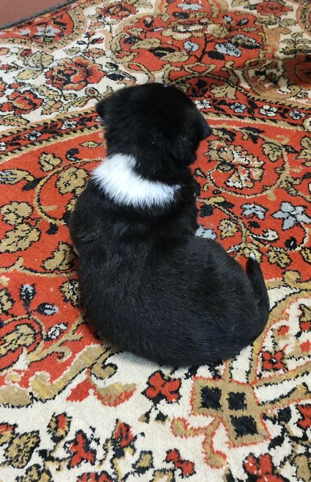 Цуценя шукає сім'ю