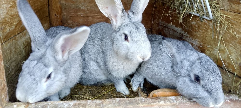 Króliki młode samce