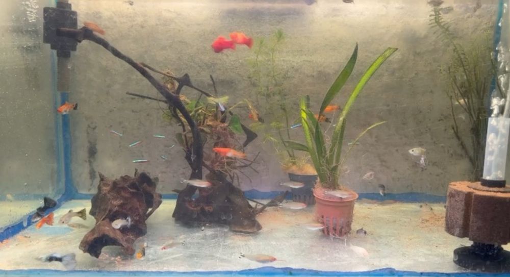 Vários peixes para venda