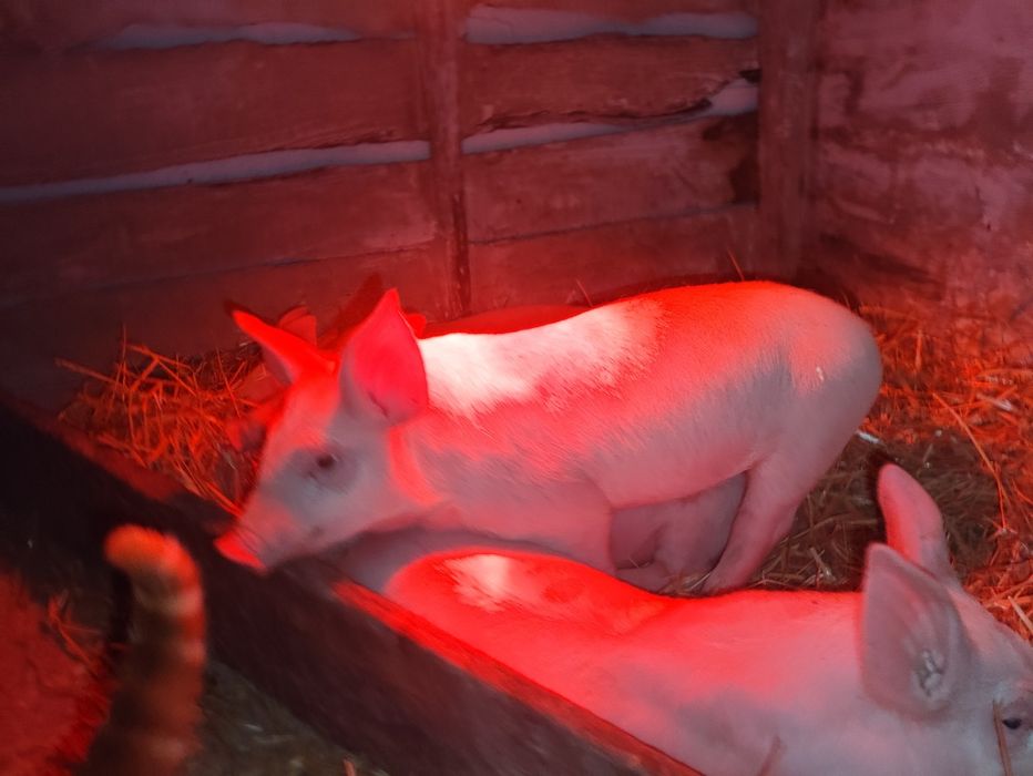 Місячні поросята