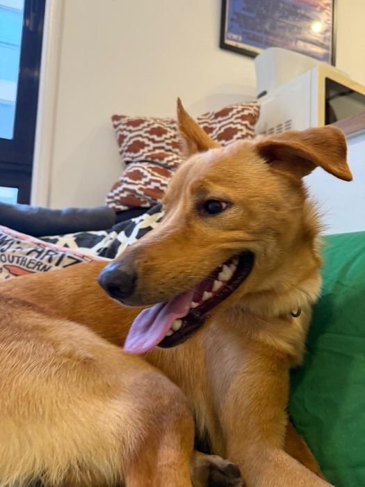 Cão macho jovem para adoção responsável