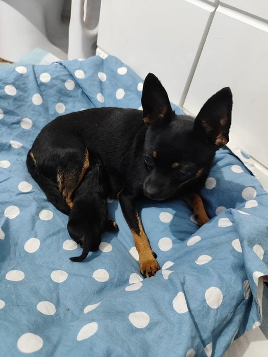 Pinczerek miniaturka