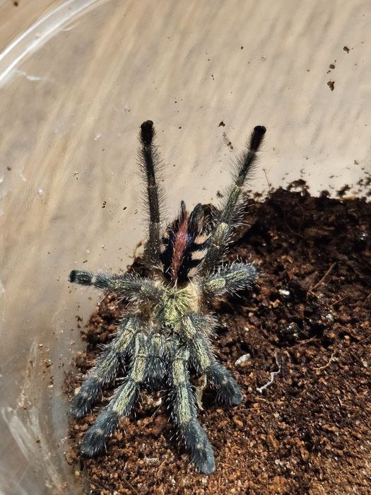 Ybyrapora diversipes L1