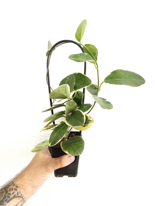 Hoya Australis Blondie