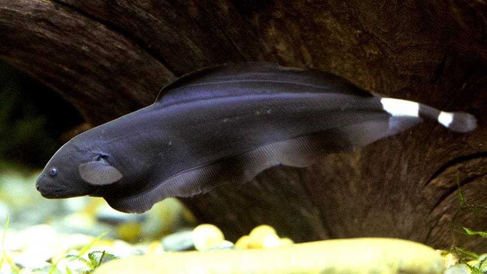 Экзотические рыбки