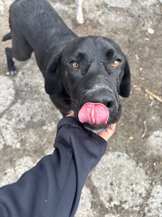 Bailey a typie labradora szuka domu