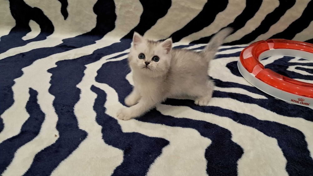 Ласковый шотландский котенок серебристая шиншилла