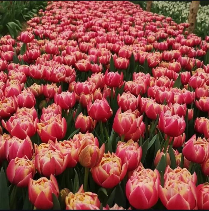 Тюльпан / Зріз тюльпану/ Квіти/ Опт 8 березня