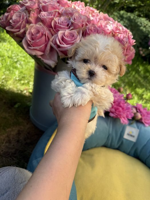 Маленькі міні дітки мальтипу