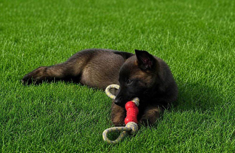 Owczarek belgijski malinois z rodowodem