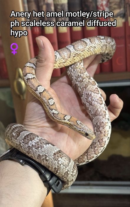 Wąż zbożowy Normal RF (?) het amel anery scaleless ph motley/stripe