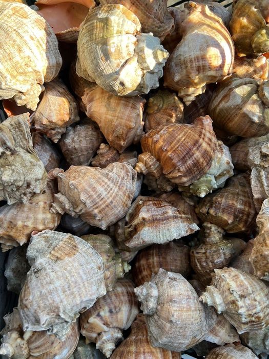 Ракушки, рапани, сухі, чисті.