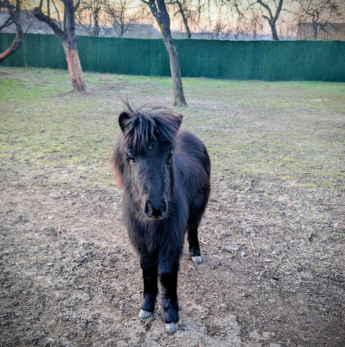 Продам поні вік 8 міс.