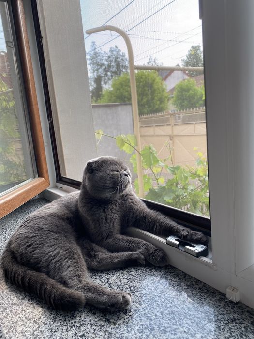 Вʼязка шотландського висловухого котика