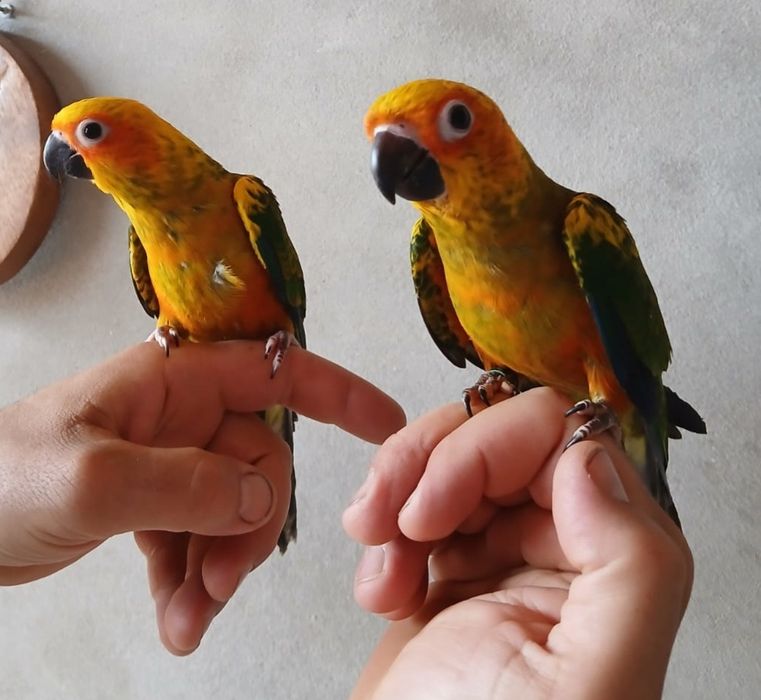 Aratingas do sol domésticadas aves de 2026