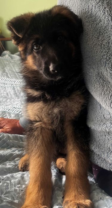 щенки немецкой овчарки